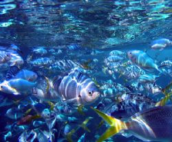 "Fusiliers", Ningaloo Reef by Penny Murphy 